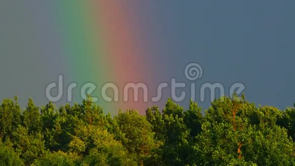 在阳光明媚的天空中的彩虹在树林里视频的预览图