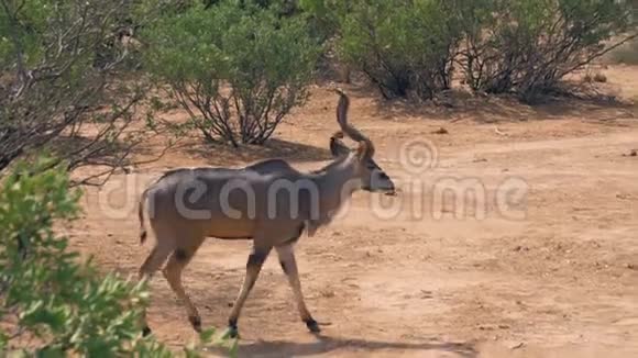 羚羊科杜歌在非洲草原灌木丛附近的沙漠尘埃里视频的预览图