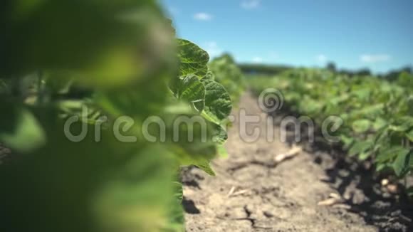 在一个多风的日子里年轻的大豆植物在田间视频的预览图