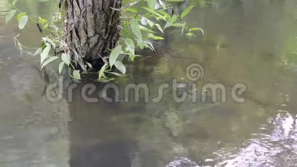 水中的树视频的预览图
