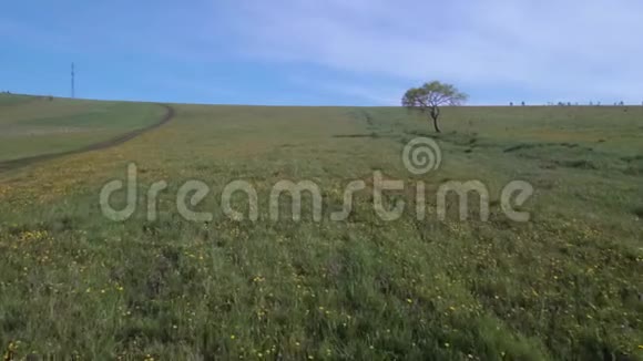 夏日田野里的寂寞树低空飞越草甸草地4K视频的预览图