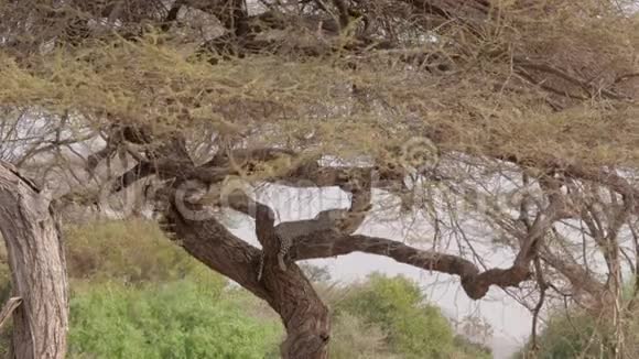 豹在非洲草原相思树枝上睡觉视频的预览图
