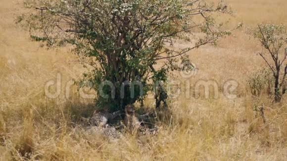 一家非洲猎豹在炎热的晴天树荫中休息视频的预览图