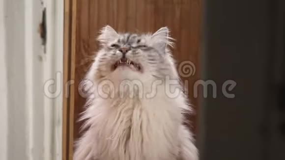 奇异的新世纪化妆师西伯利亚猫看着相机享受阳光视频的预览图