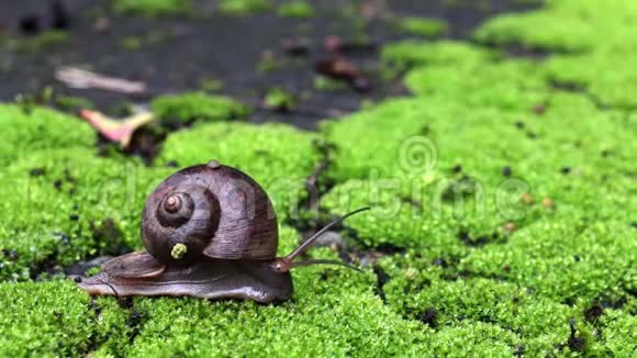 蜗牛在苔藓上行走视频的预览图