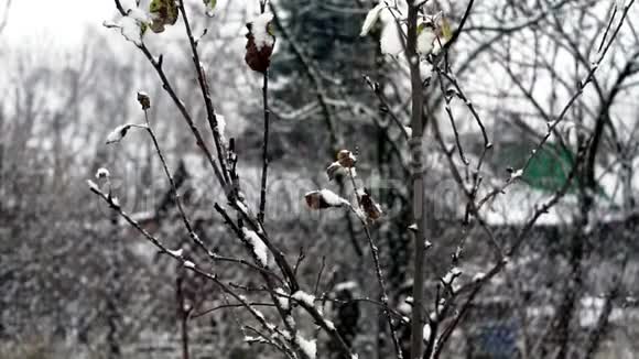 花园里的雪枝视频的预览图