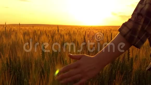 年轻女子的手触摸麦子女人的手和小麦在一个缓慢的动作中弹出特写视频的预览图