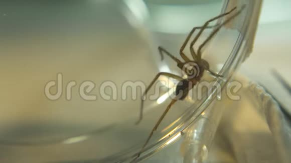 把蜘蛛困在透明的盖子里实验室里视频的预览图