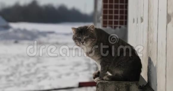 冬天猫在太阳下变暖视频的预览图