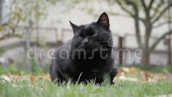 户外绿眼睛的黑猫黑猫躺在外面的草地上视频的预览图