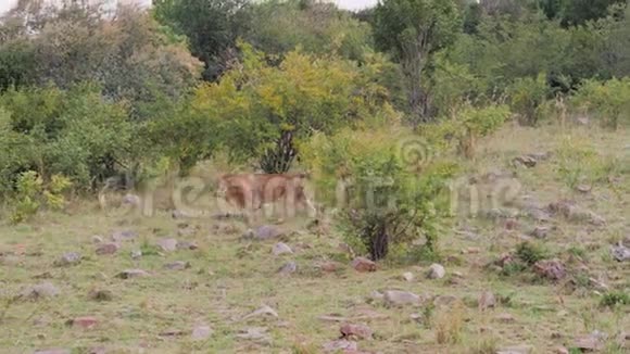 非洲野狮在非洲大草原的领地上漫步视频的预览图