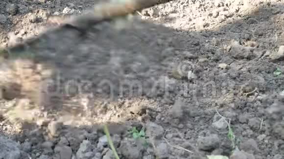 农夫正在花园或田里用耙子铲平地面视频的预览图