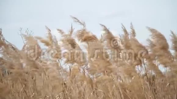 野生草田的特写镜头从风中掠过天空春天的风草视频的预览图