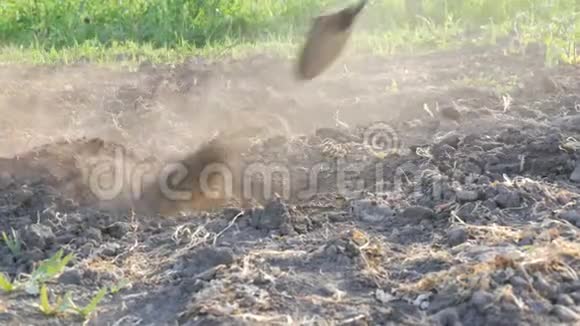 农夫在一块土地上工作用花园锄头挖洞干燥的地面和灰尘农业工具视频的预览图