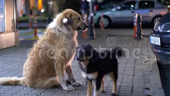 两只无家可归的狗在夜晚的人行道上停留在过往的汽车和人们的背景上视频的预览图