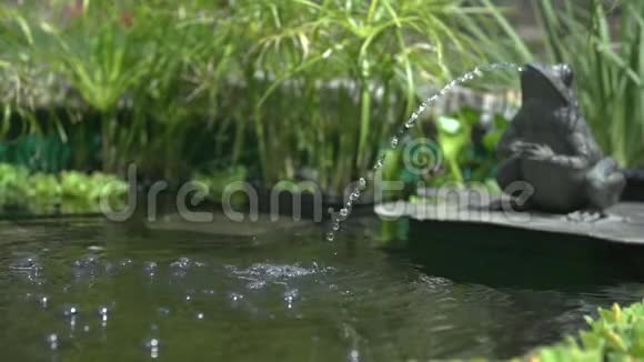 青蛙雕像把一股水流向池塘里把注意力集中起来视频的预览图