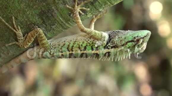 树蜥蜴大自然中的绿冠蜥蜴视频的预览图