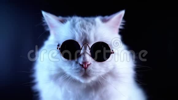 时尚眼镜中白色毛茸茸的猫的肖像拍摄的录像视频的预览图
