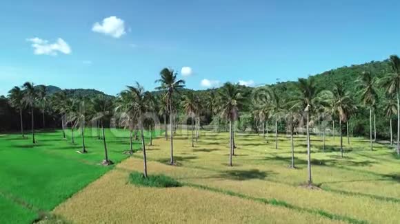 在稻田中飞过椰子树棕榈树和水稻梯田的鸟瞰图农民的农业用地视频的预览图