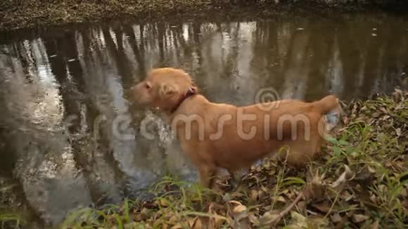 狗在红色公园里水上行走视频的预览图