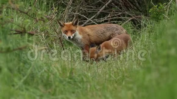 一只黑狐火狐和她可爱的幼崽正在他们的巢穴门口觅食视频的预览图