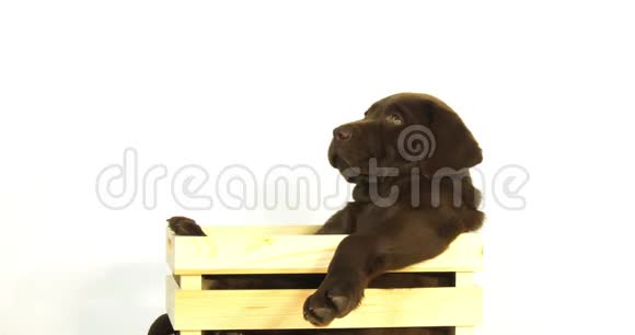 棕色拉布拉多猎犬白色背景下站在盒子里的小狗诺曼底慢动作视频的预览图