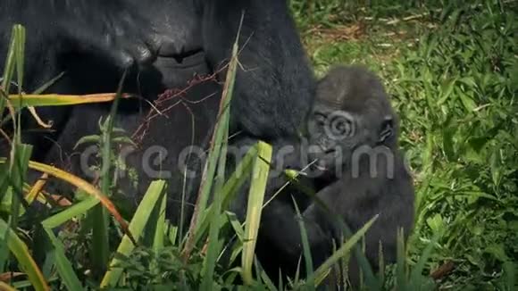小大猩猩妈妈吃树叶视频的预览图