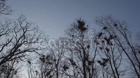乌鸦在树上筑巢唱歌飞禽巢春天来了视频的预览图