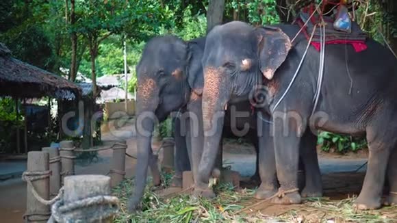 野生动物在丛林里吃甘蔗叶子的大象视频的预览图