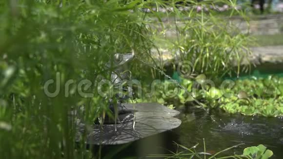 青蛙雕像把一股水流向池塘里慢动作视频的预览图