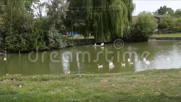 鸭子在池塘里游泳在农场的岸边视频的预览图