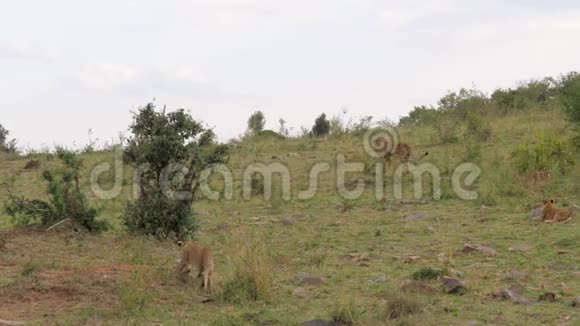 非洲狮子和小熊维尼走在草原上然后躺下来休息视频的预览图