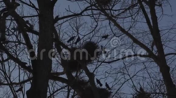 乌鸦在树上筑巢唱歌飞翔公鸡巢春天来了视频的预览图