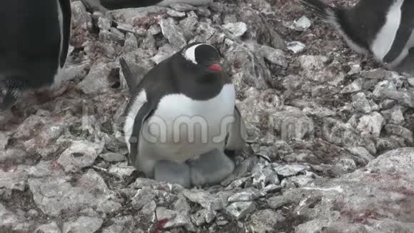 雌昆都企鹅栖息在南极殖民地的巢中视频的预览图