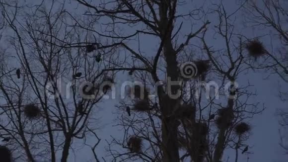 乌鸦在树上筑巢唱歌飞翔公鸡巢春天来了视频的预览图