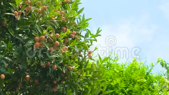 树枝上的橘子视频的预览图