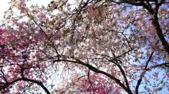 在春天的花园或公园里4KUHD在蓝天上散步和淘拍粉红色的樱花树视频的预览图