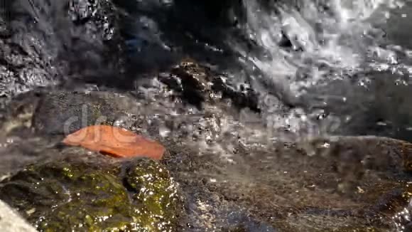 在丛林中用瀑布把潮湿的岩石封闭起来在瀑布中把潮湿的叶子变成湖泊视频的预览图