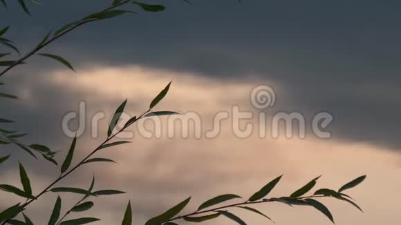 柳树的枝条傍晚在水面上长出叶子视频的预览图