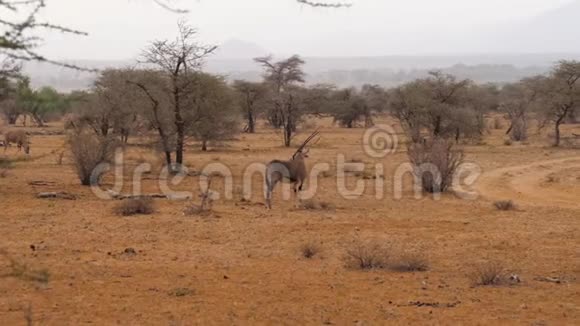 非洲保护区干旱季节用干草放牧羚羊角视频的预览图