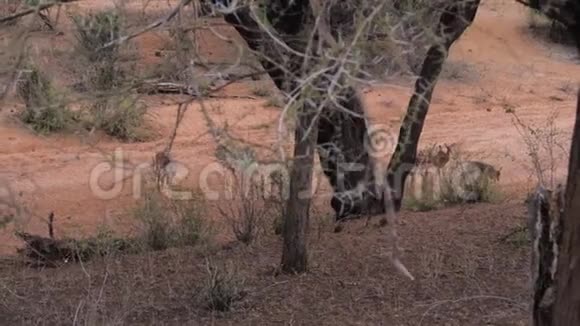 雄性野生非洲羚羊黑羚与雌性在干河床上放牧视频的预览图