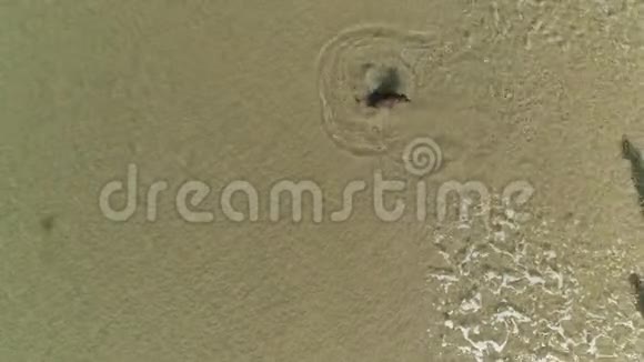 夏天狗和人们在沙滩上游泳的高空俯视视频的预览图