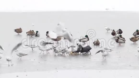 鸟儿在冬天吃冰视频的预览图