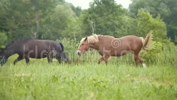马和一个女孩在田里散步视频的预览图
