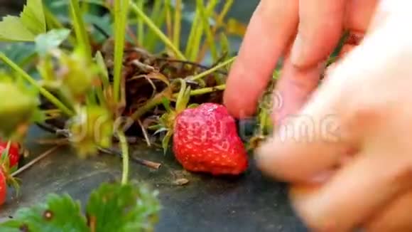 手从灌木丛中拉草莓视频的预览图
