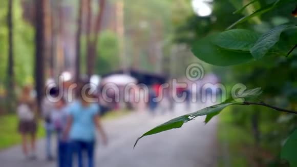 夏天在城市公园专注于灌木丛的分支背景是离焦视频的预览图