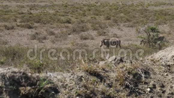 三个Warthogs漫步在尘土飞扬和干旱的非洲草原上的草原视频的预览图