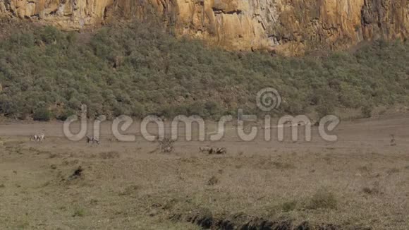 在尘土飞扬和干旱的非洲山谷中的草甸中瓦索格和斑马谷物视频的预览图