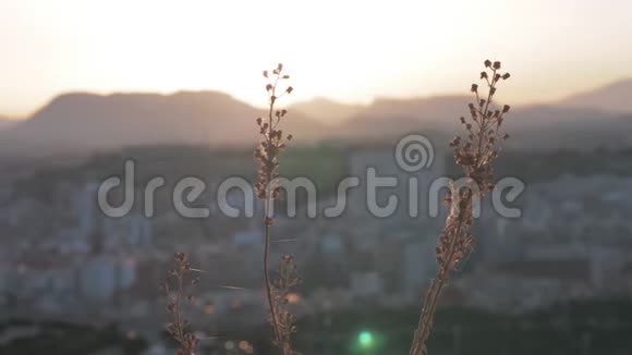 一朵干花在模糊的阿利坎特风景上的特写视频的预览图