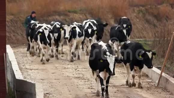 一群奶牛在路上行走视频的预览图